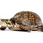 204250 3401x2202 boxturtle