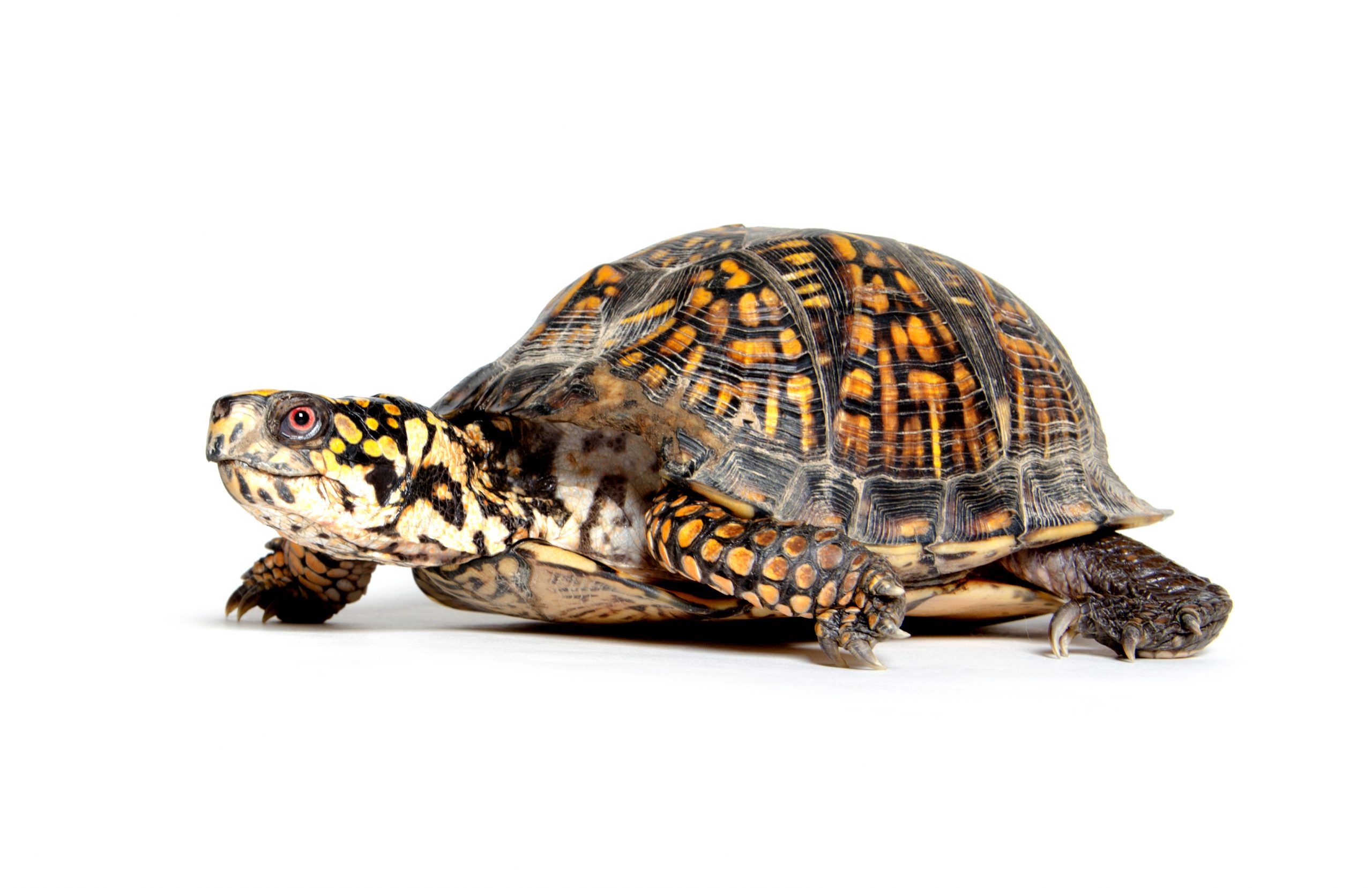 Casos de Salmonela Vinculados a Mascotas Tortugas 204250 3401x2202 boxturtle scaled