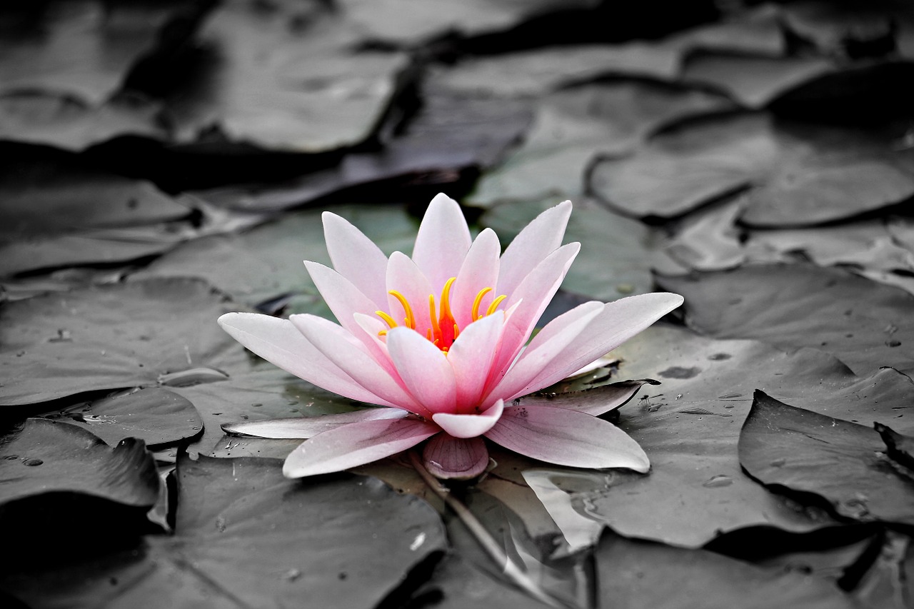 Los científicos han descubierto la primera flor que ha crecido en la Tierra water lily 1510707 1280