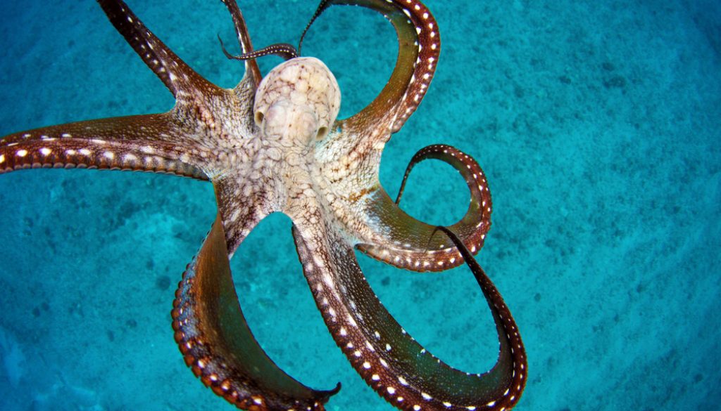 octopus-hawaii