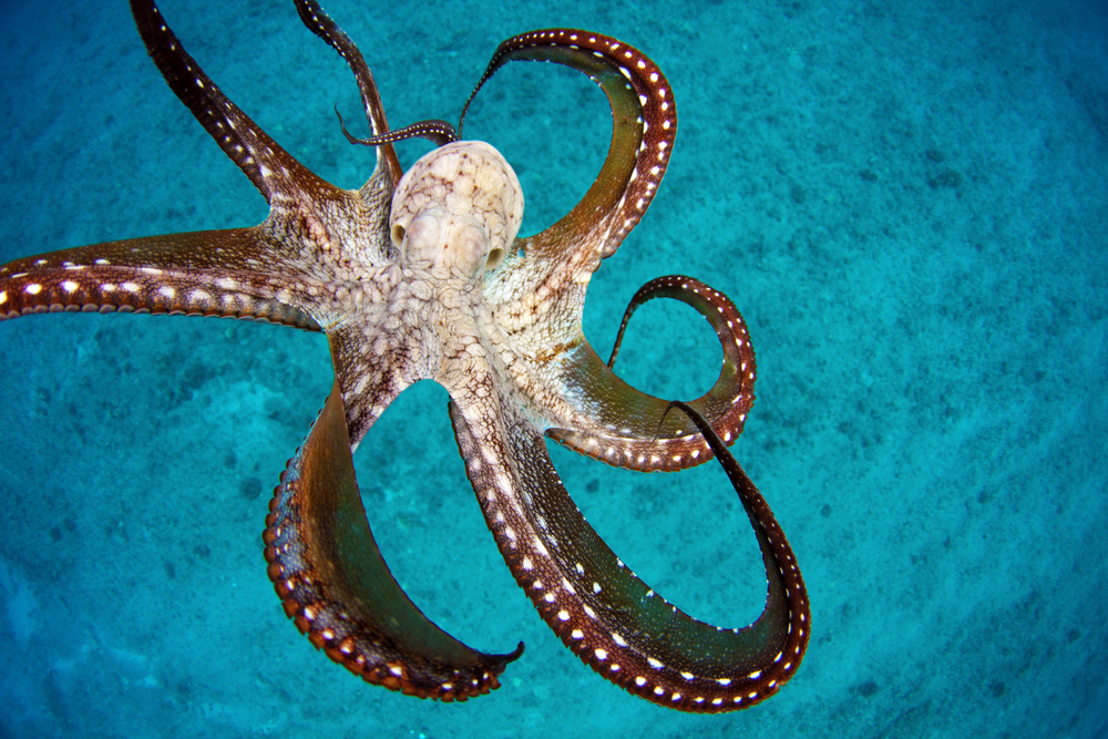 Biólogos Descubrieron Ciudad de Pulpos Bajo el Agua – Octlantis octopus hawaii