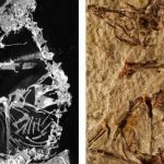 Un Fósil de un Ave de 127 Millones de Años Nos Ayuda a Entender la Evolución 1520259080534