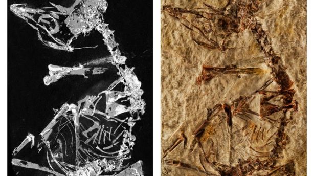 Un Fósil de un Ave de 127 Millones de Años Nos Ayuda a Entender la Evolución 1520259080534