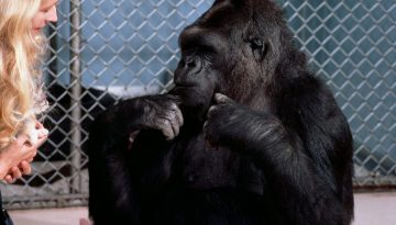 koko-gorilla-dies-46-westherald
