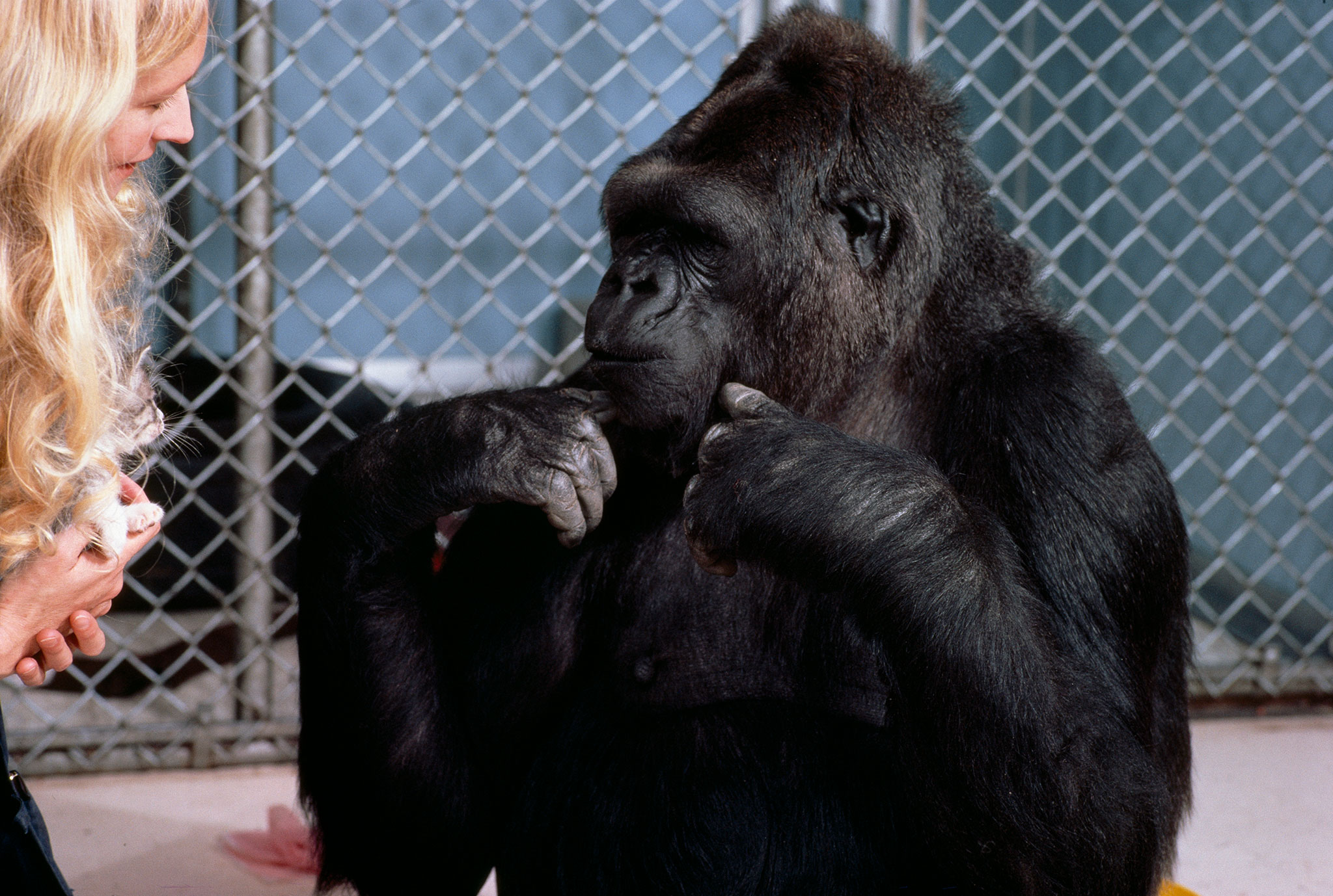 koko gorilla dies 46 westherald