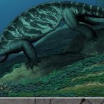 Eorhynchochelys sinensis novataxa 2018 Li Fraser Rieppel et Wu