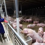 industria porcina china, china, cerdo, virus mortal, cerdo africano, fiebre porcina africana, cerdos