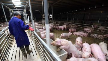 industria porcina china, china, cerdo, virus mortal, cerdo africano, fiebre porcina africana, cerdos
