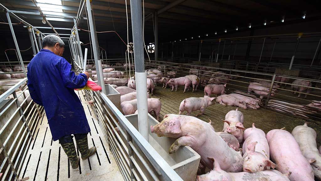 industria porcina china, china, cerdo, virus mortal, cerdo africano, fiebre porcina africana, cerdos