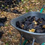 El calor extremo aniquiló a un tercio de las especies de zorro volador de anteojos australianas